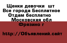 Щенки девочки 4шт - Все города Бесплатное » Отдам бесплатно   . Московская обл.,Фрязино г.